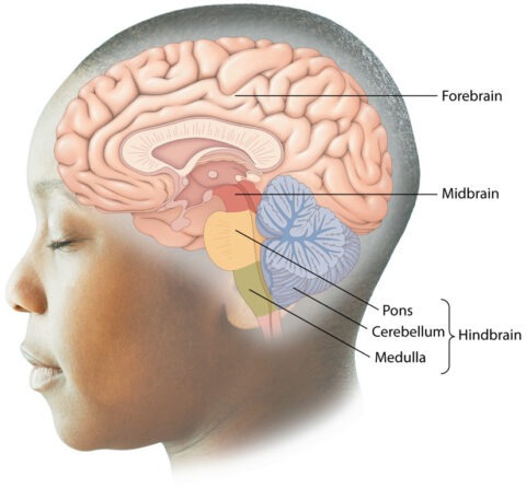 The Brain is a Composite Organ