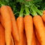 Carrots orange