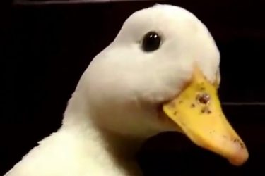 Quack duck