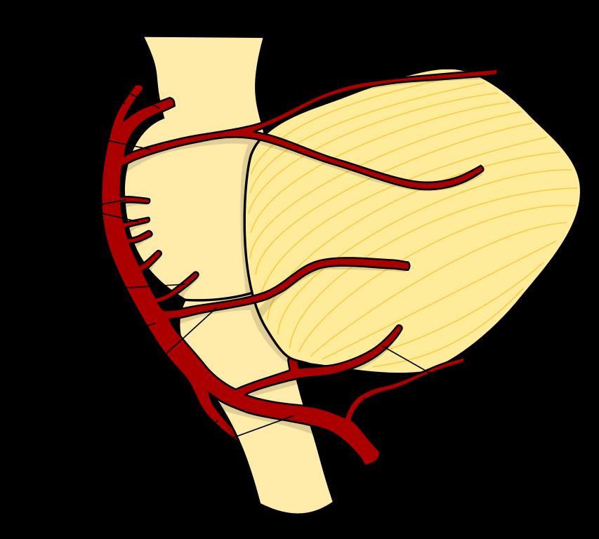 Damage to the arteries of the cerebellum is one potential cause of paralysis and the inability to communicate.