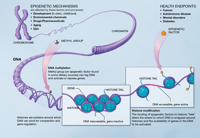 Epigenetics It Doesnt Mean What Quacks Think It Means - 