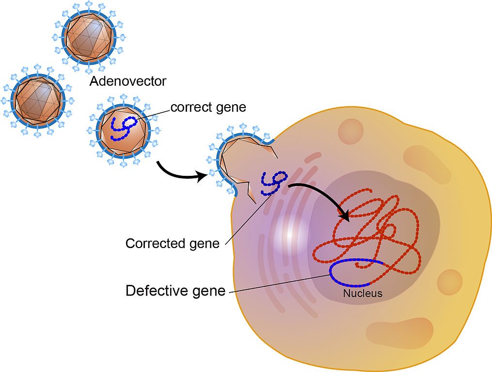 What actual targeted gene therapy looks like.