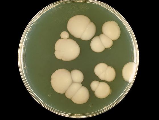 Candida albicans growing in a petri dish.