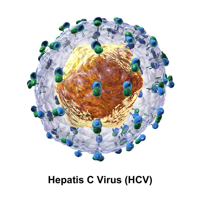 hepatitis-c-virus