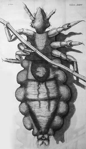 Louse diagram, Micrographia, Robert Hooke, 1667