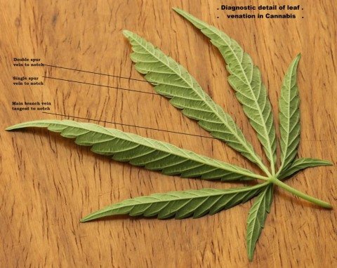 Cannabis sativa leaf diagnostic venation 2012 01 23 0829 c" by JonRichfield - Own work. Licensed under CC BY-SA 3.0 via Wikimedia Commons