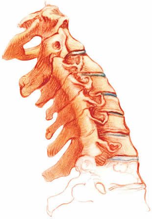 cervical-spine-drawing-m