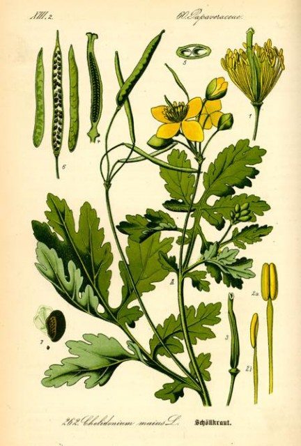 The herb Cheladonium, an infamous cancer quack treatment. Source: Prof. Dr. Otto Wilhelm Thomé Flora von Deutschland, Österreich und der Schweiz, 1885