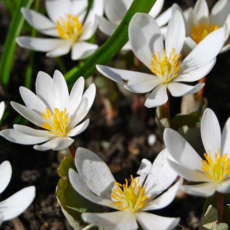 Flowers of the bloodroot plant, Sanguinaria canadensis.  You're welcome, I could have used a very different image (warning: gross bordering on horrifying).