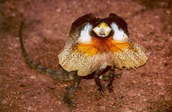 David Katz's bragging reminds me of the threat display of Chlamydosaurus king, or the frilled-neck lizard.