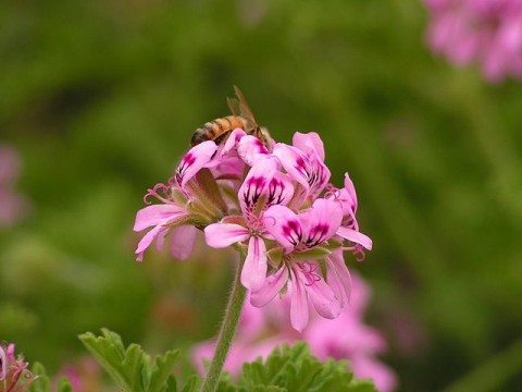 Chinese geranium, apparently a natural meth factory, making that bee a suspect