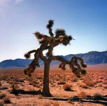 Pictured: Joshua Tree. Not pictured: My bleached bones.