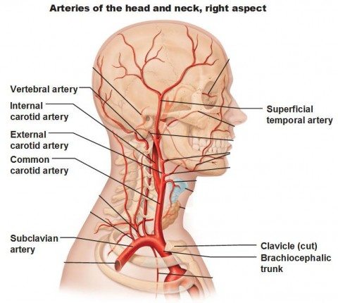 Carotid artery anatomy