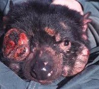 tasmanian devil tumor