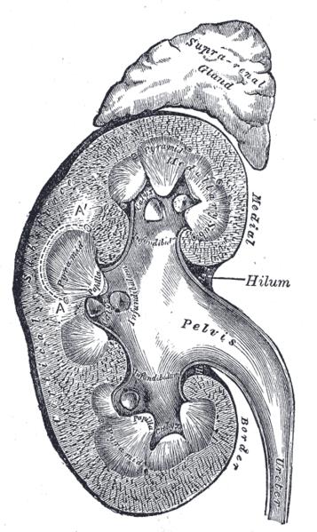 The adrenal gland, sitting on top of the kidney, presumably taking a nap because it's tired.
