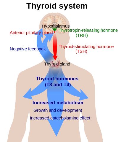 The thyroid system.