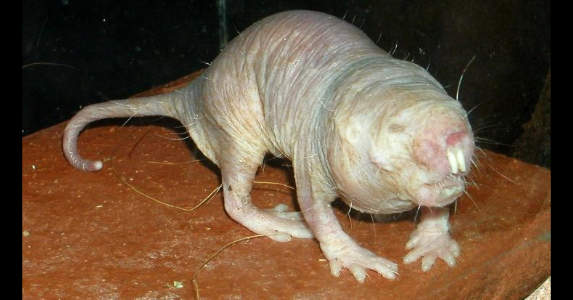 A really ugly photo of a naked mole rat