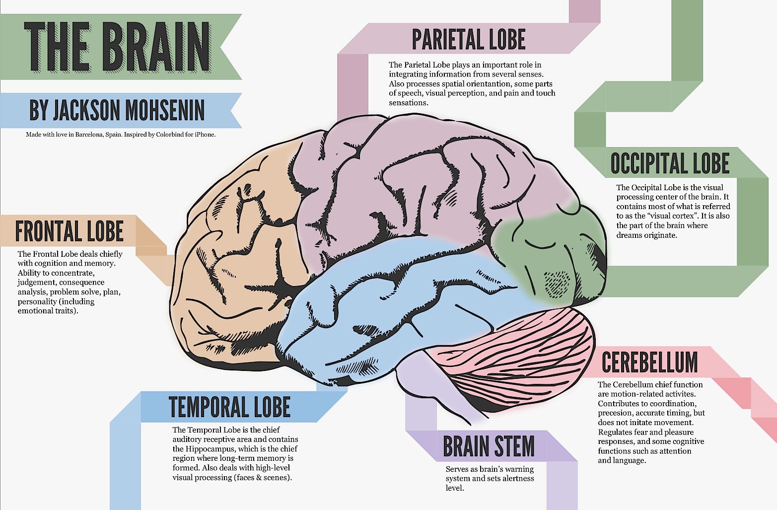 Left brain vs. right brain: Characteristics, functions, and myths