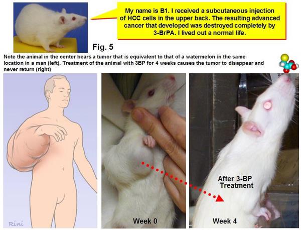 I've seen some breathtakingly ignorant and misleading analogies about cancer before, but this one takes the cake. Yes, if you scale up the size of tumor on a rat shrunk by 3-BP, it would be the equivalent of a watermelon-sized tumor on a man. No, because 3-BP eliminate a 3 cm tumor on a rat does not mean that it can eliminate a watermelon-sized tumor on a human.