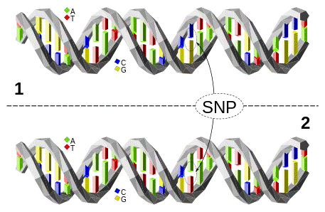 single nucleotide polymorphism SNP