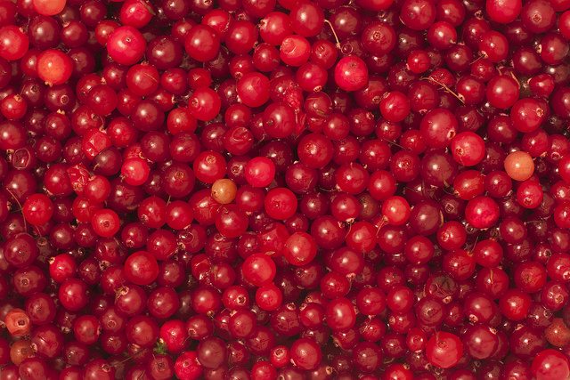 cranberries-from-khuroshvili-ilya