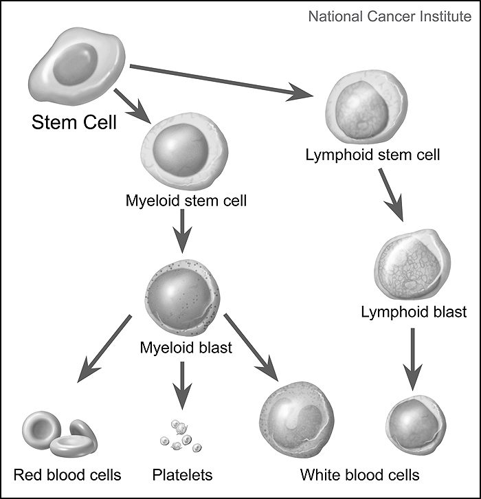 Simplified diagram of stem cells maturing into one of three types of mature blood cells: red blood cells, platelets, and white blood cells. Precursor cells are also shown: stem cells, myeloid blasts, lymphoid stem cells, and lymphoid blasts. Image and text adapted from NCI Visuals Online image library item 4348, created by Alan Hoofring.