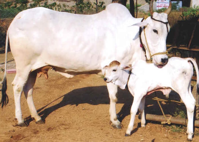 Cowabunga Can Cow Therapy Cure Cancer Science Based Medicine - 