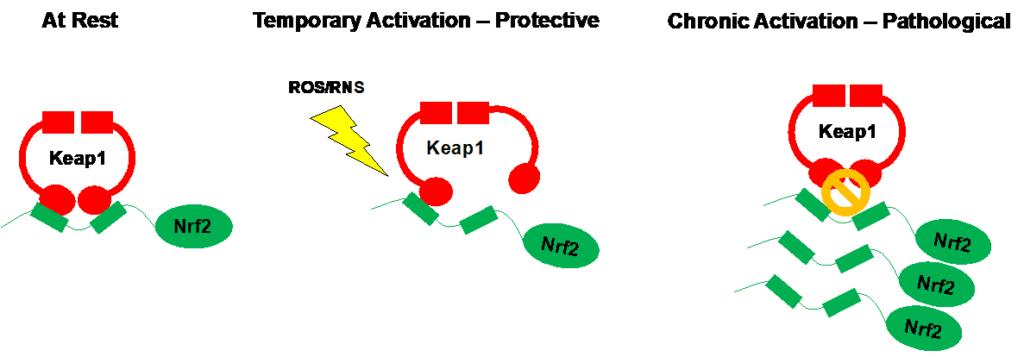 A Call for Caution on Antioxidant Supplementation | Science-Based Medicine