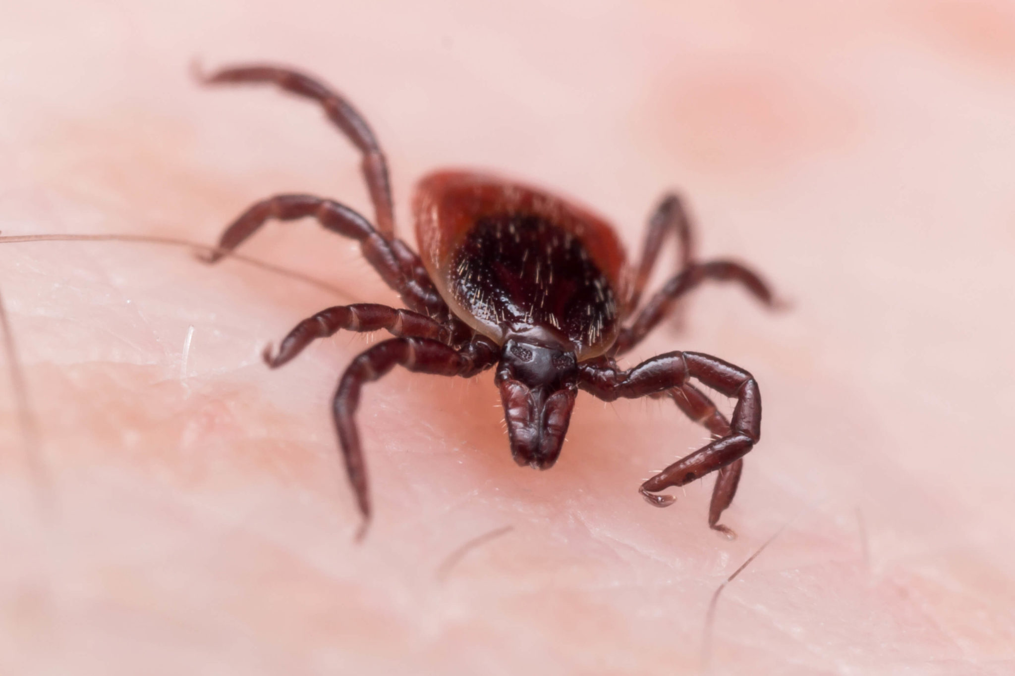 lyme-disease-in-spanish-quotes-today