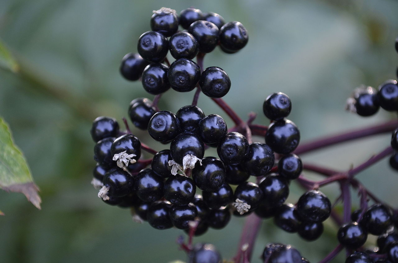 Elderberry Elixir for the Common Cold ScienceBased Medicine