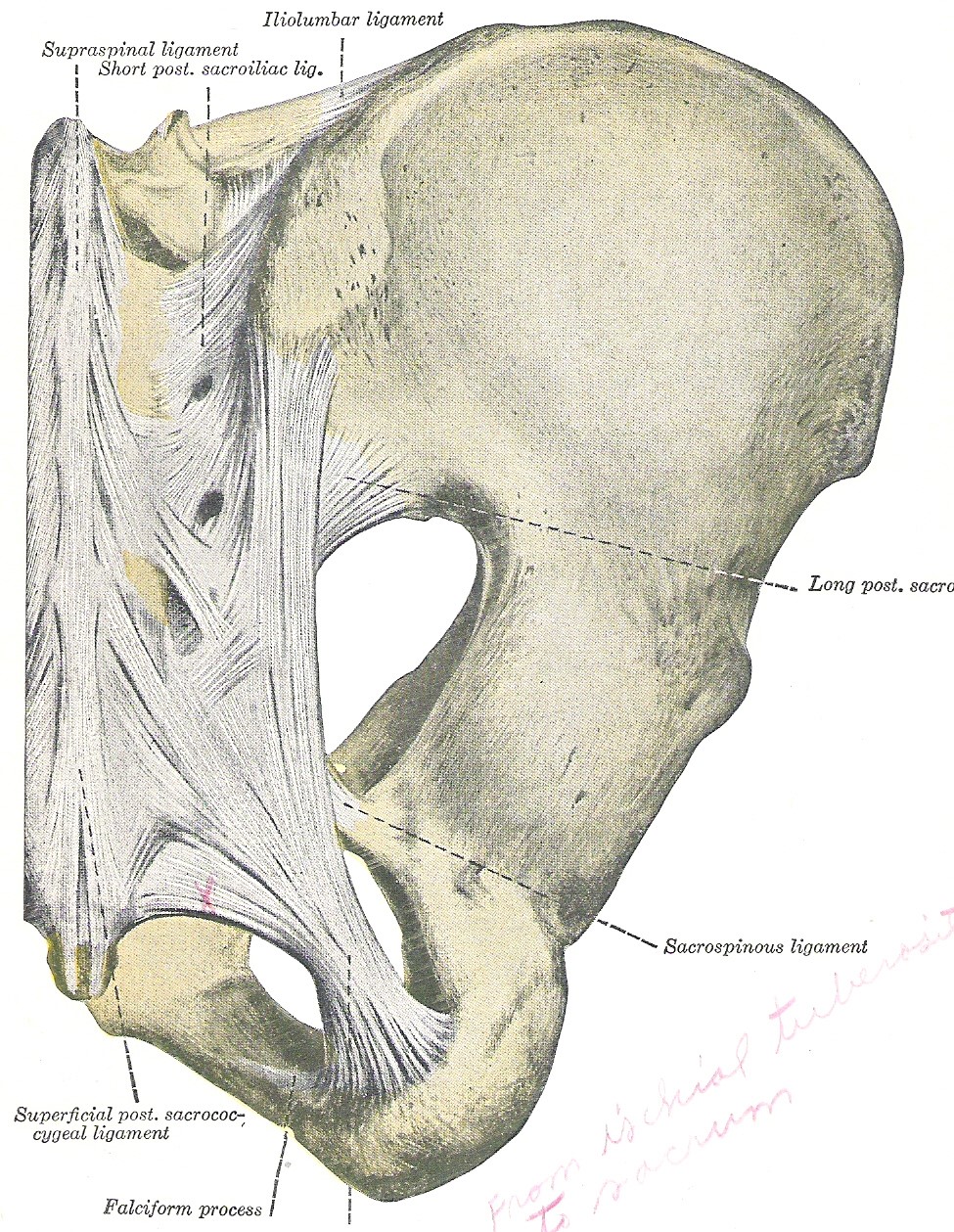 Chiropractic Webster Technique: Nonsense Based on Nonsense | Science ...