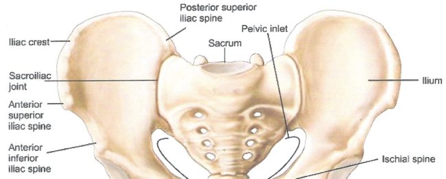 Chiropractic Webster Technique: Nonsense Based on Nonsense | Science ...