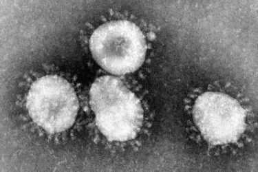 coronavirus