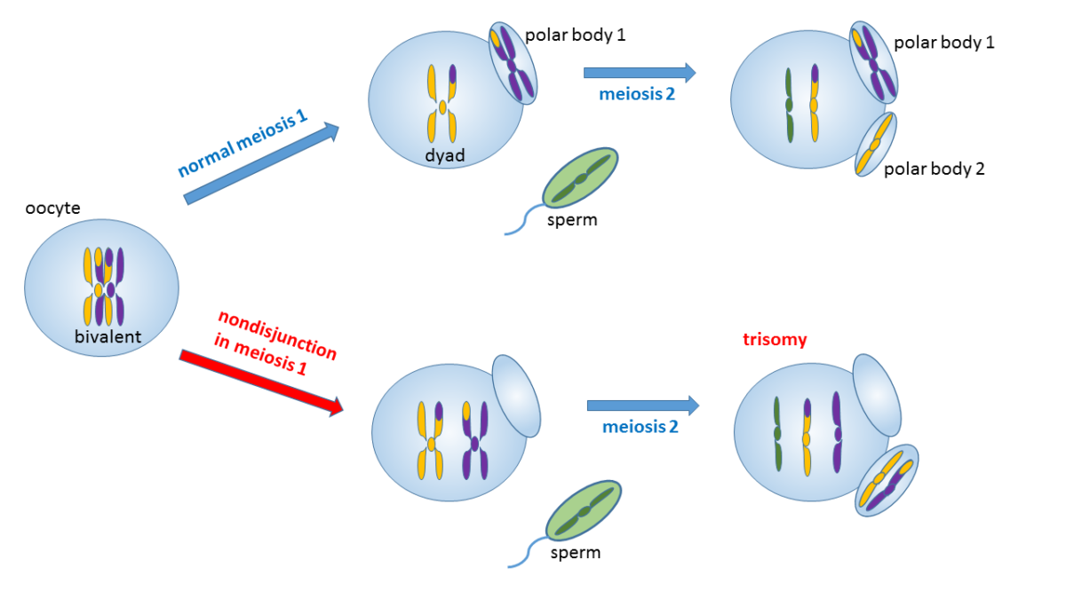 Prenatal Screening Tests For Chromosome Abnormalities Science Based