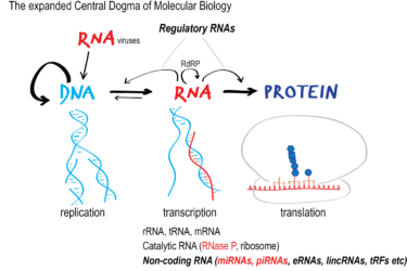 Central Dogma of Molecular Biology