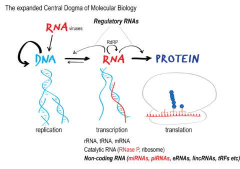 Central Dogma of Molecular Biology