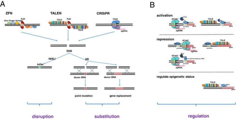 CRISPR vs. TALEN | Science-Based Medicine