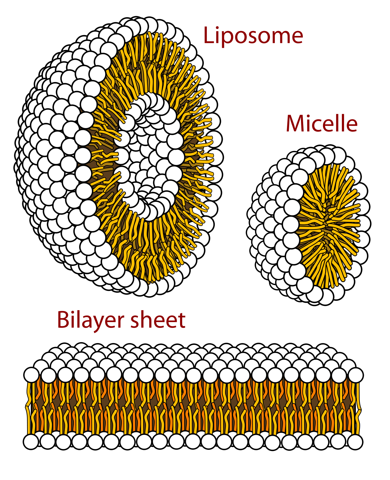 Micelles and bilayers