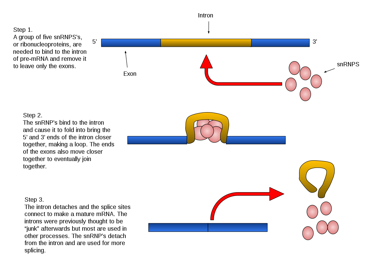 RNA splicing into mRNA