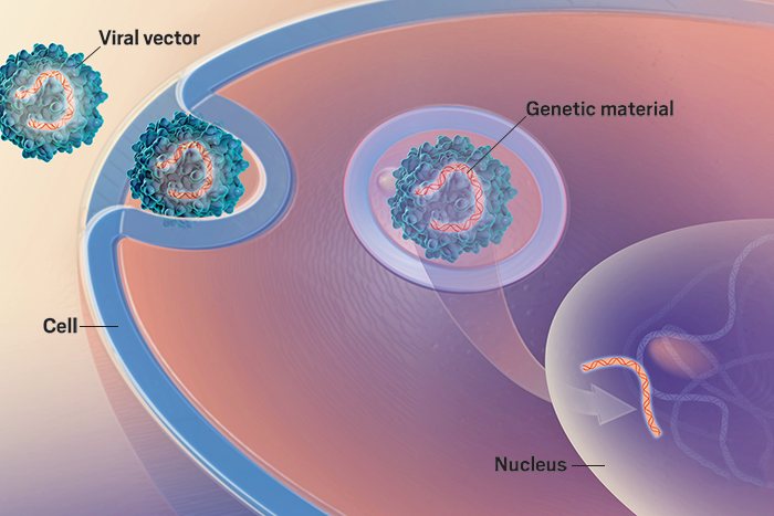 Viral Vectors for Gene Therapy | Science-Based Medicine