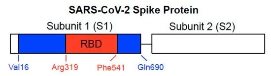 SARS-CoV-2 spike protein