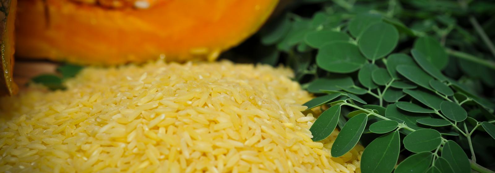 Philippines Approves Golden Rice
