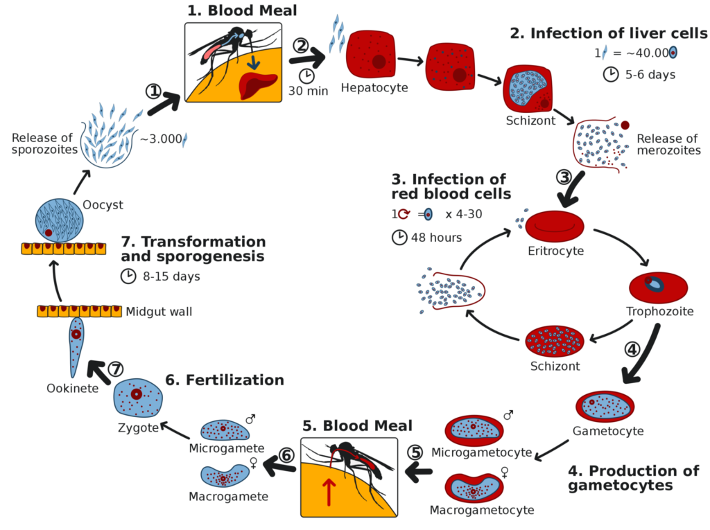 Preventing Malaria: A Glimmer Of Hope? | Science-Based Medicine