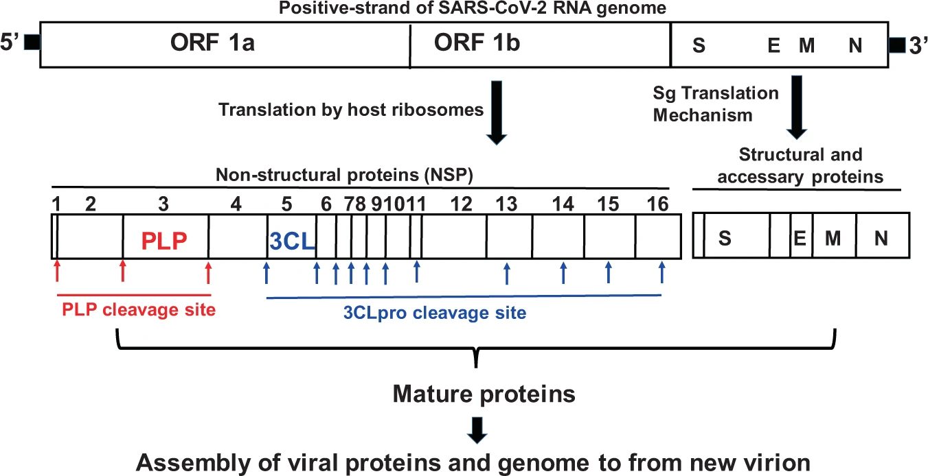 SARS-CoV-2 protease sites