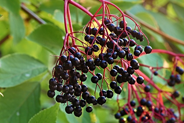 Elder Berries