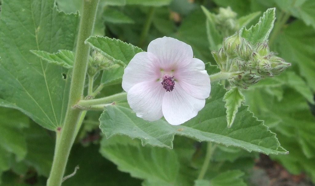 Does marshmallow root tea have medicinal benefits? ScienceBased Medicine