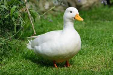 Ducks quack