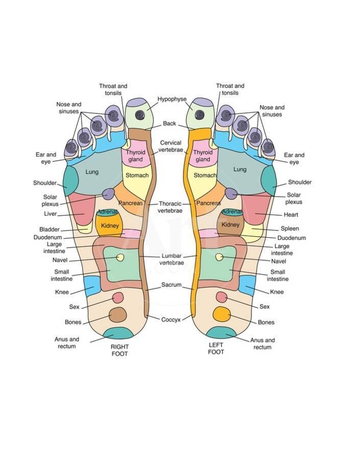 Reflexology foot map