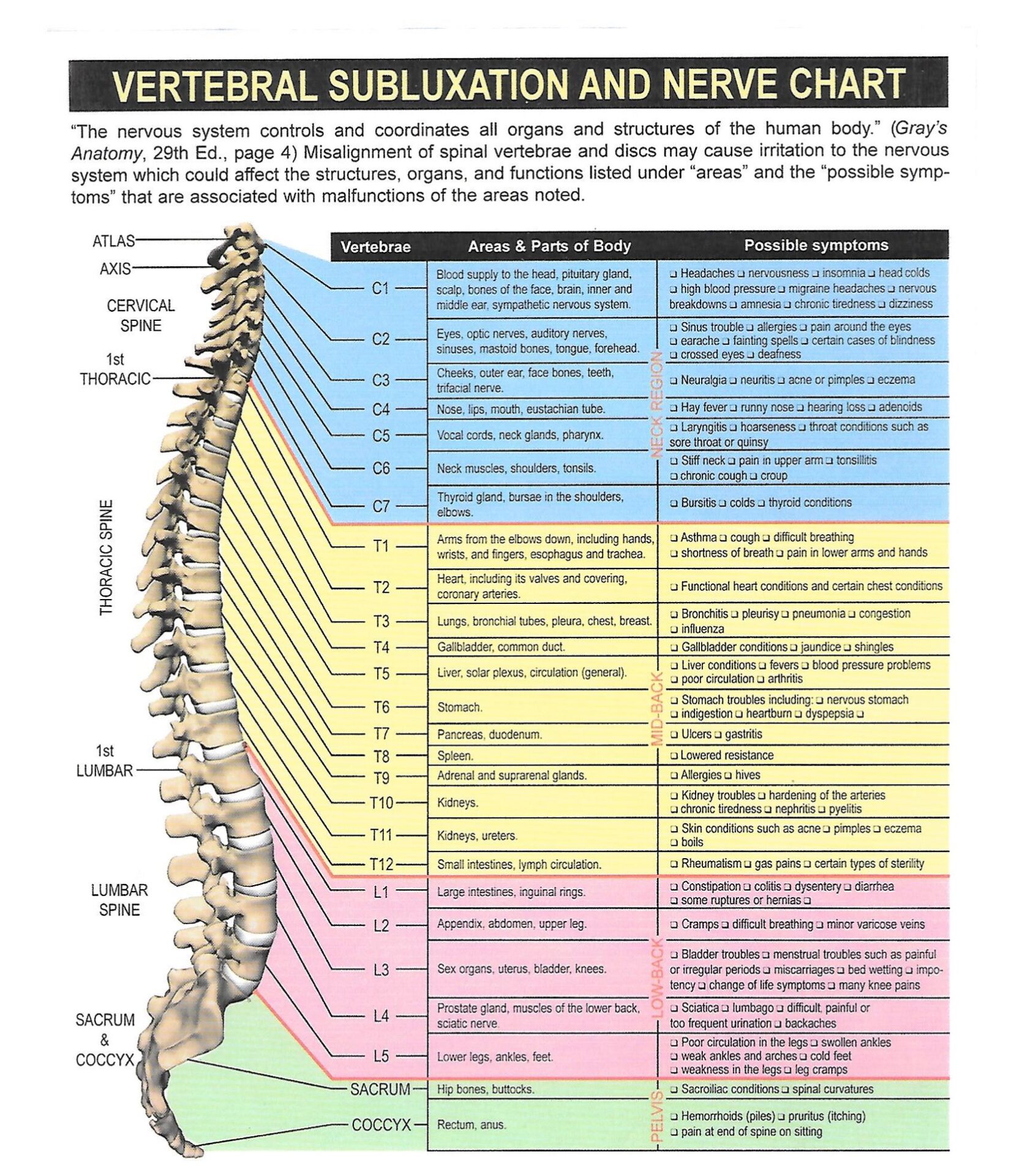 Chiropractic chart