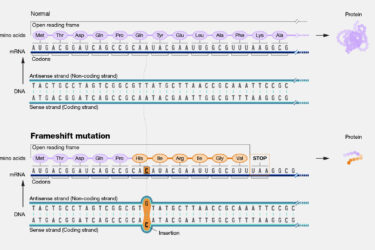 Frameshift mutation